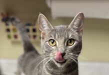 Pet of the Week: Meet Misty Steele!