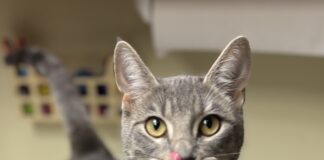 Pet of the Week: Meet Misty Steele!