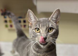 Pet of the Week: Meet Misty Steele!