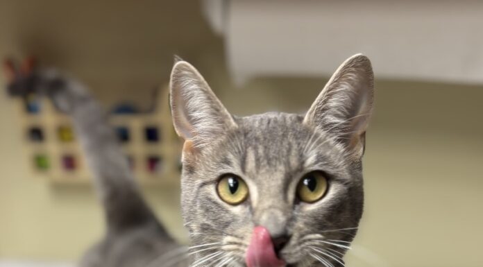 Pet of the Week: Meet Misty Steele!