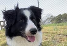 Pet of the Week: Pave the way to a new life for Brick