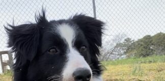 Pet of the Week: Pave the way to a new life for Brick