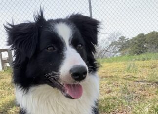 Pet of the Week: Pave the way to a new life for Brick