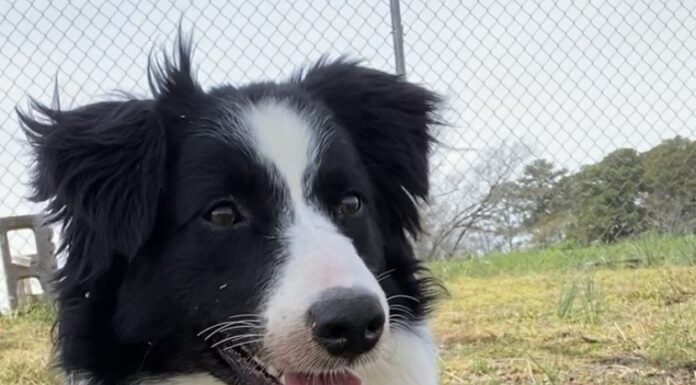 Pet of the Week: Pave the way to a new life for Brick