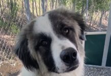 Pet of the Week: Beautiful, vibrant Pearl