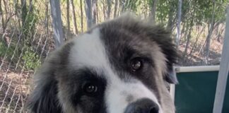 Pet of the Week: Beautiful, vibrant Pearl