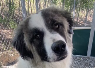 Pet of the Week: Beautiful, vibrant Pearl