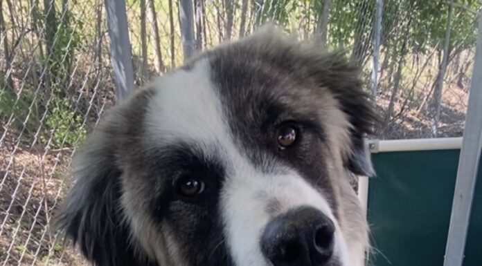 Pet of the Week: Beautiful, vibrant Pearl