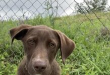 Pet of the Week: Hey Joe!