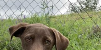 Pet of the Week: Hey Joe!