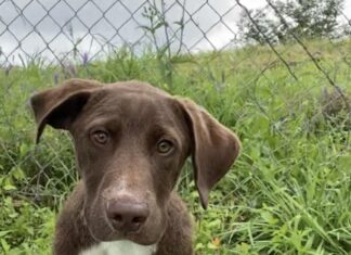 Pet of the Week: Hey Joe!