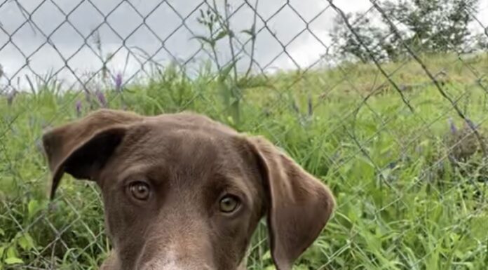 Pet of the Week: Hey Joe!