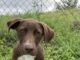 Pet of the Week: Hey Joe!