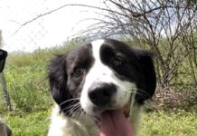 Pet of the Week: Take a garden stroll with Tulip