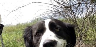 Pet of the Week: Take a garden stroll with Tulip