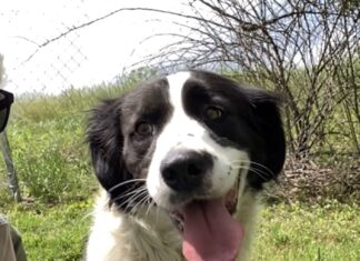 Pet of the Week: Take a garden stroll with Tulip