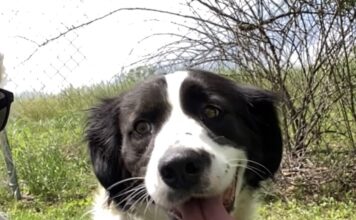 Pet of the Week: Take a garden stroll with Tulip