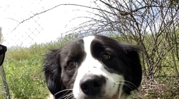 Pet of the Week: Take a garden stroll with Tulip