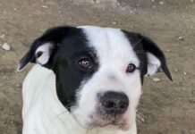 Pet of the Week: Sweet Snoopy