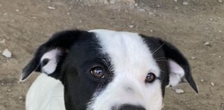 Pet of the Week: Sweet Snoopy