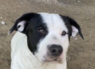 Pet of the Week: Sweet Snoopy