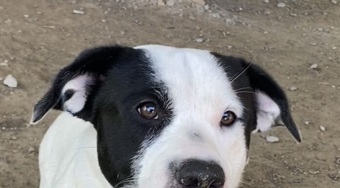 Pet of the Week: Sweet Snoopy