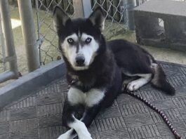 Pet of the Week: Meet Ms. Willa Dean