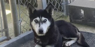 Pet of the Week: Meet Ms. Willa Dean