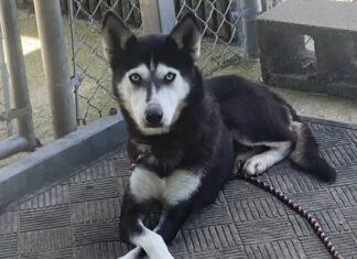 Pet of the Week: Meet Ms. Willa Dean