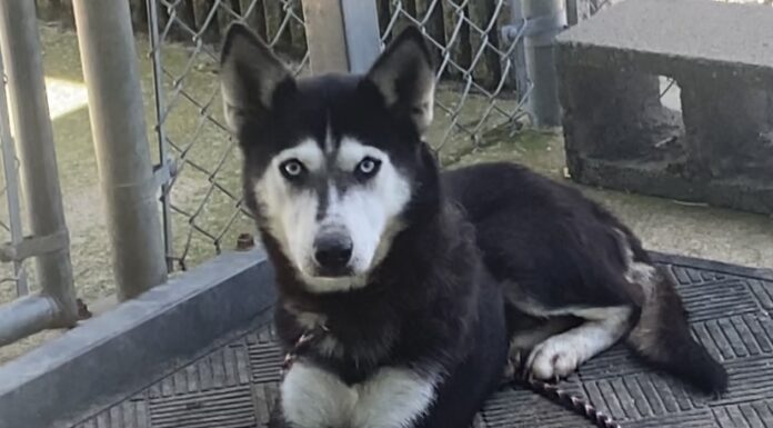 Pet of the Week: Meet Ms. Willa Dean