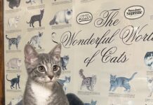 Pet of the Week: Meet Niblet