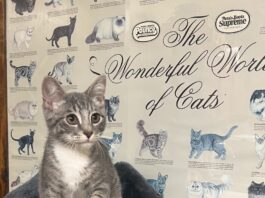 Pet of the Week: Meet Niblet