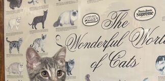 Pet of the Week: Meet Niblet