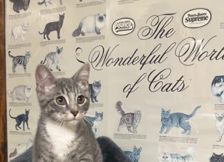 Pet of the Week: Meet Niblet