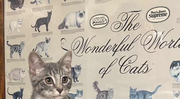 Pet of the Week: Meet Niblet