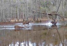 Rainer: Live auction set for State Lands hunting leases May 31