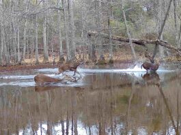 Rainer: Live auction set for State Lands hunting leases May 31