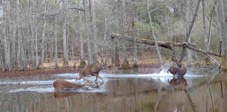 Rainer: Live auction set for State Lands hunting leases May 31