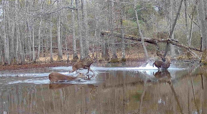 Rainer: Live auction set for State Lands hunting leases May 31