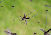 Fight the bite: Protect yourself from mosquito-borne diseases this season