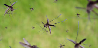Fight the bite: Protect yourself from mosquito-borne diseases this season