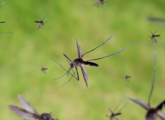 Fight the bite: Protect yourself from mosquito-borne diseases this season