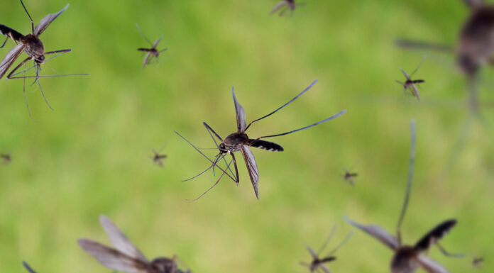 Fight the bite: Protect yourself from mosquito-borne diseases this season