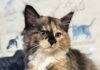 Pet of the Week: Meet the regal Alannah