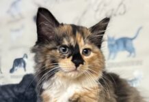 Pet of the Week: Meet the regal Alannah