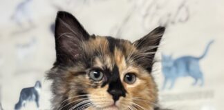 Pet of the Week: Meet the regal Alannah