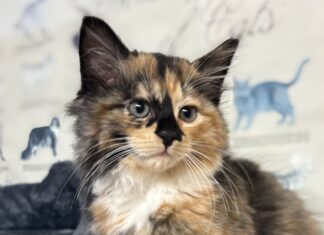 Pet of the Week: Meet the regal Alannah