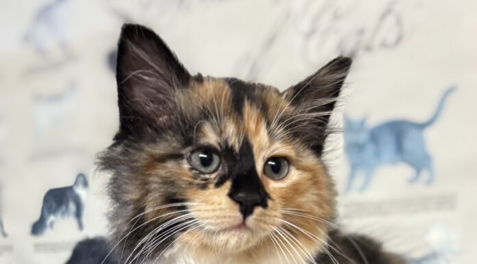 Pet of the Week: Meet the regal Alannah