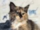 Pet of the Week: Meet the regal Alannah