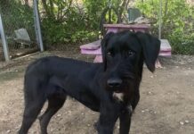 Pet of the Week: Meet Jeeves